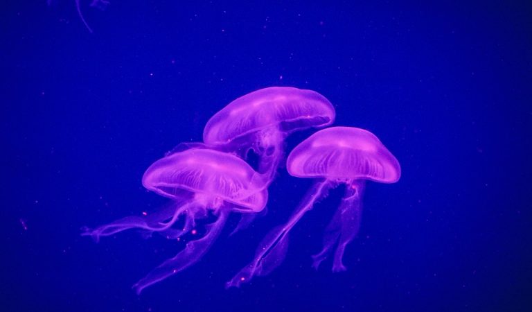Jellyfish Thrive on the Pollution of Climate Change, and Their Population is Booming