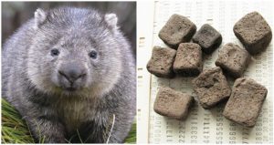 Scientists discover the reason why wombats’ poop is cube shaped